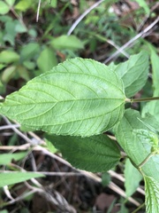 Ceanothus americanus americanus