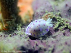 Goniobranchus thompsoni