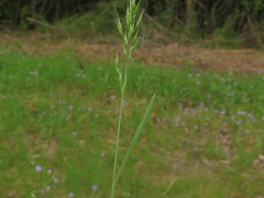 Bromus hordeaceus hordeaceus