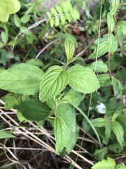 Ceanothus americanus americanus