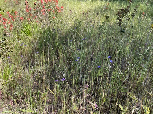 Sisyrinchium bellum