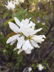 Amelanchier cusickii