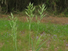 Bromus hordeaceus hordeaceus