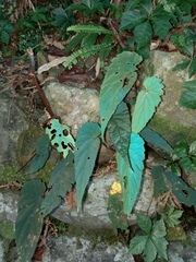 Begonia lukuana