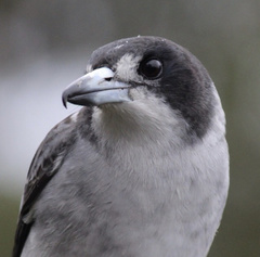 Cracticus torquatus cinereus