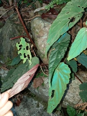 Begonia lukuana