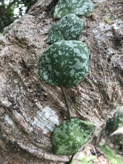Hoya imbricata