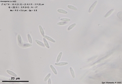 Lachnum brevipilosum