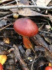 Cortinarius persplendidus