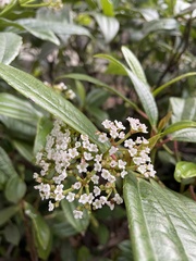 Viburnum davidii