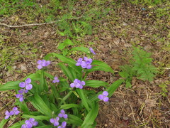 Tradescantia ernestiana