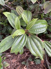 Viburnum davidii