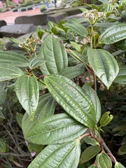 Viburnum davidii