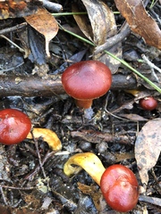 Cortinarius persplendidus