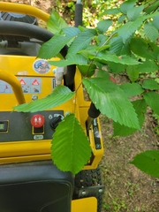Ulmus americana