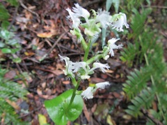 Huttonaea pulchra