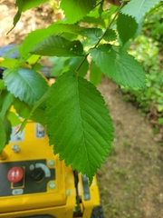 Ulmus americana