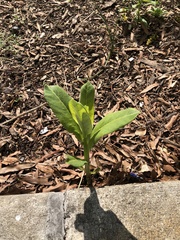Asclepias syriaca