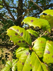 Phytophthora ilicis
