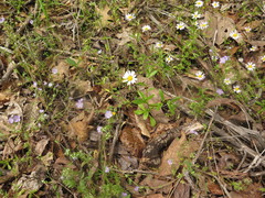 Astranthium ciliatum