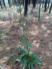 Eryngium proteiflorum