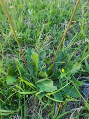 Pyrrhopappus grandiflorus