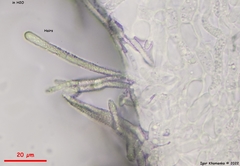 Lachnum brevipilosum