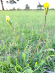 Pyrrhopappus grandiflorus