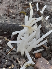 Clavaria