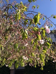 Prunus