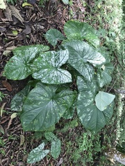 Caladium bicolor