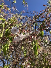 Prunus