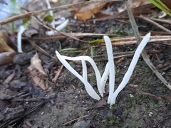 Clavaria