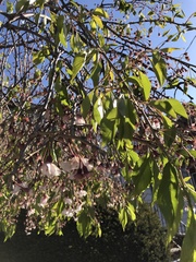 Prunus