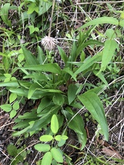 Echinacea laevigata