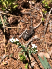 Arabis hirsuta