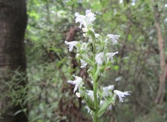 Huttonaea pulchra