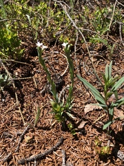 Arabis hirsuta