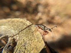 Pomphopoea