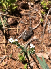 Arabis hirsuta