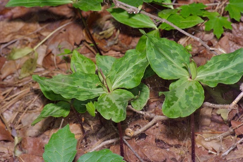 Sabine River wakerobin (Trillium gracile)