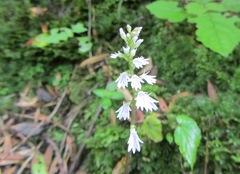 Holothrix orthoceras