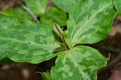 Trillium gracile