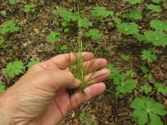 Poa wolfii