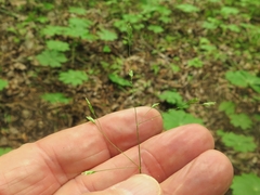 Poa wolfii