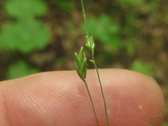 Poa wolfii