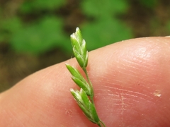 Poa wolfii