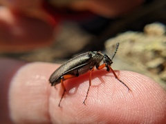 Pomphopoea