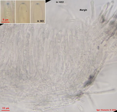 Lachnum brevipilosum