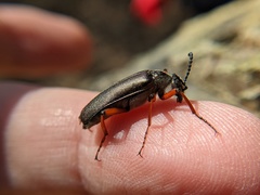 Pomphopoea
